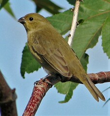 Sporophila caerulescens