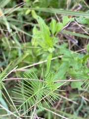 Ipomoea quamoclit