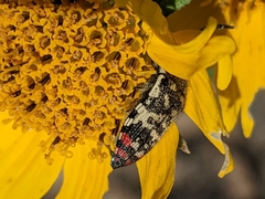 Acmaeodera disjuncta