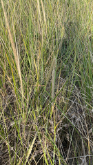 Ammophila breviligulata