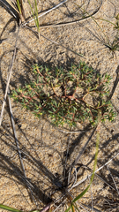 Euphorbia polygonifolia