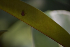 Bothrogonia ferruginea