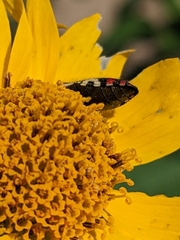 Acmaeodera disjuncta