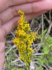 Solidago uliginosa