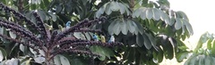 Tersina viridis