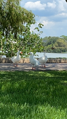 Anser anser domesticus