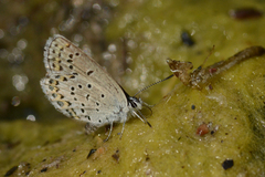 Plebejus idas