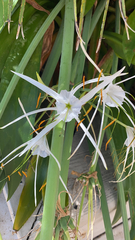 Hymenocallis littoralis