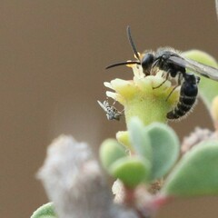 Mythicomyiidae