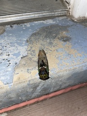 Neotibicen tibicen australis