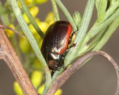 Chrysolina marginata