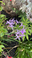 Tulbaghia violacea