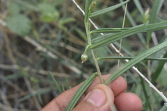 Talinum polygaloides