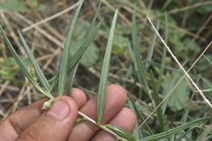 Talinum polygaloides