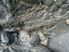 Anthopleura xanthogrammica