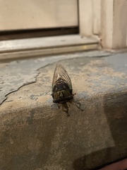 Neotibicen tibicen australis
