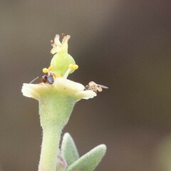 Mythicomyiidae