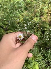 Symphyotrichum ontarionis