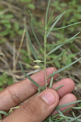 Talinum polygaloides