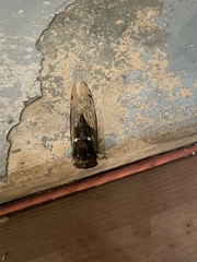 Neotibicen tibicen australis