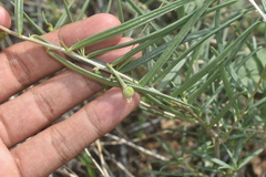 Talinum polygaloides