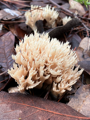 Lentaria byssiseda