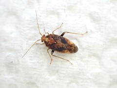 Chinamiris aurantiacus