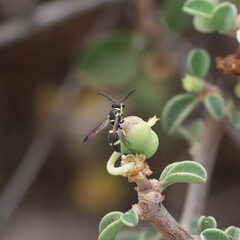 Parancistrocerus declivatus