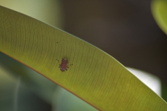 Bothrogonia ferruginea