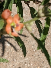 Perdita