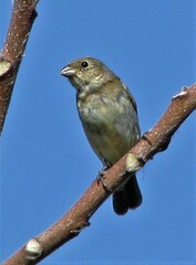 Sporophila caerulescens