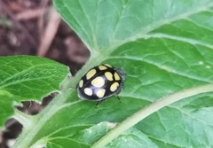 Epilachna mexicana