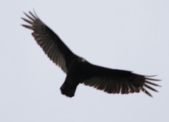 Cathartes aura