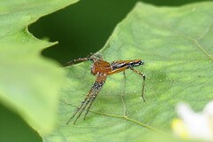 Hamadruas hieroglyphica