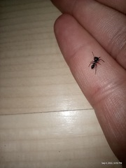 Peckhamia picata