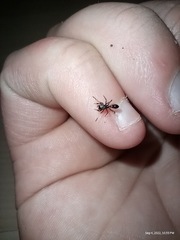 Peckhamia picata