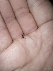 Peckhamia picata