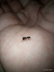 Peckhamia picata