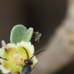 Mythicomyiidae