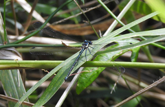 Austroargiolestes icteromelas
