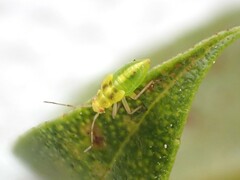 Chinamiris aurantiacus