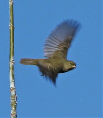 Sporophila caerulescens