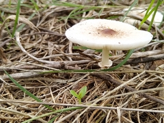Lepiota rubrotinctoides