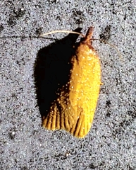 Sparganothis distincta