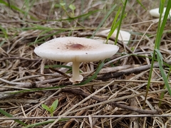 Lepiota rubrotinctoides