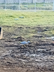 Egretta novaehollandiae