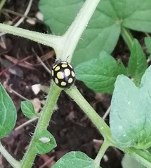 Epilachna mexicana