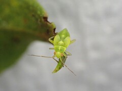 Chinamiris aurantiacus