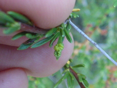 Eriophyes adenostomae