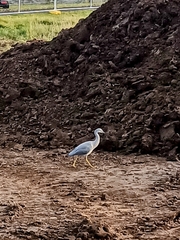 Egretta novaehollandiae
